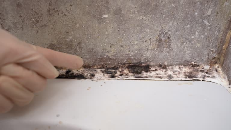Best Asbestos and Lead Testing During Mold Inspection  in Otterbe, IN